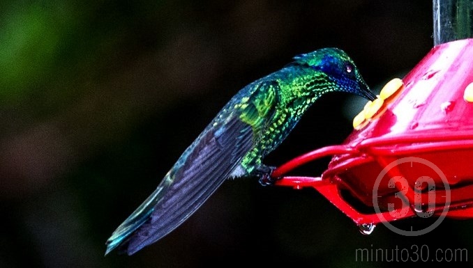 Colibríes en Jardín