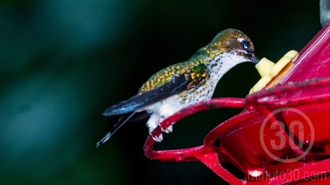 Colibríes en Jardín