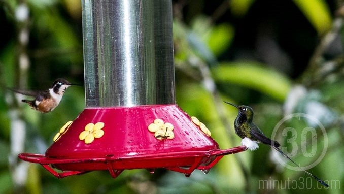 Colibríes en Jardín