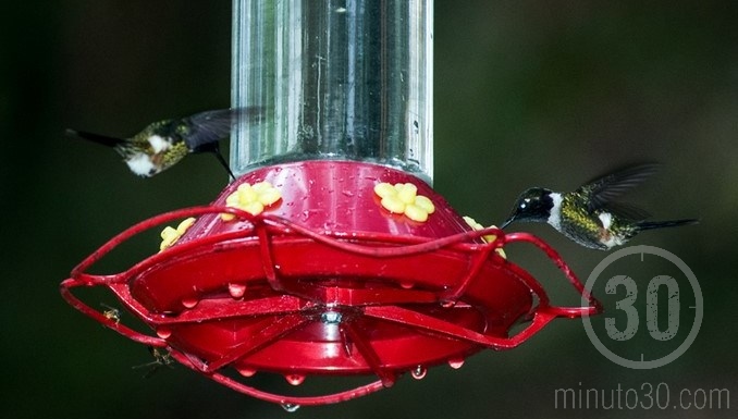 Colibríes en Jardín