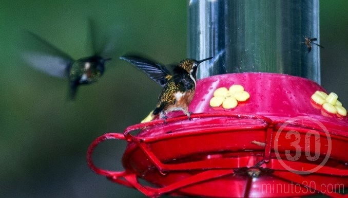 Colibríes en Jardín