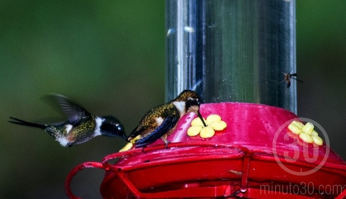 Colibríes en Jardín
