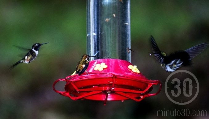 Colibríes en Jardín