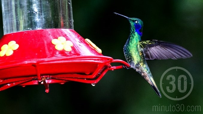 El turismo de aves se erige como un sector en auge en el centro de Colombia 1 colibries en jardin antioquia 7