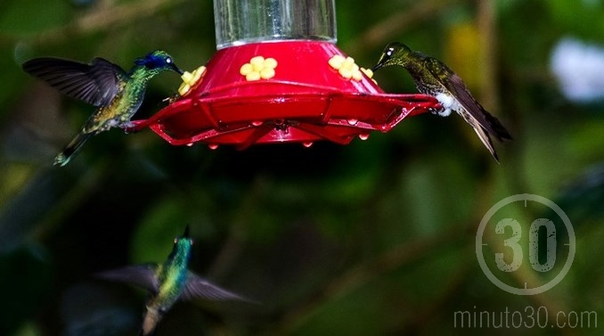 Colibríes en Jardín