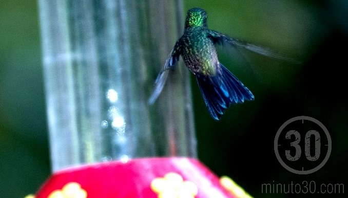 Colibríes en Jardín