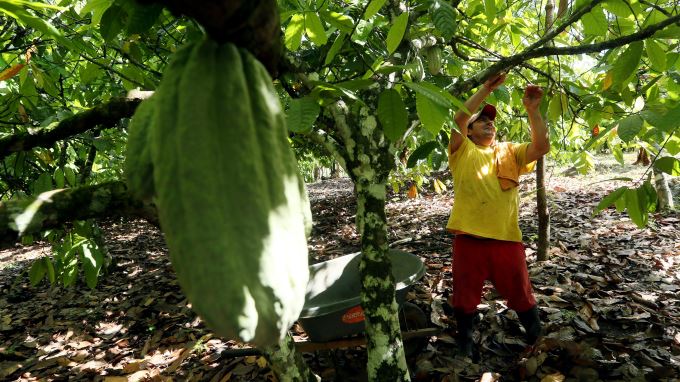 Campesinos colombianos apuestan por diversificar su oferta para dejar la coca 1 cultivos