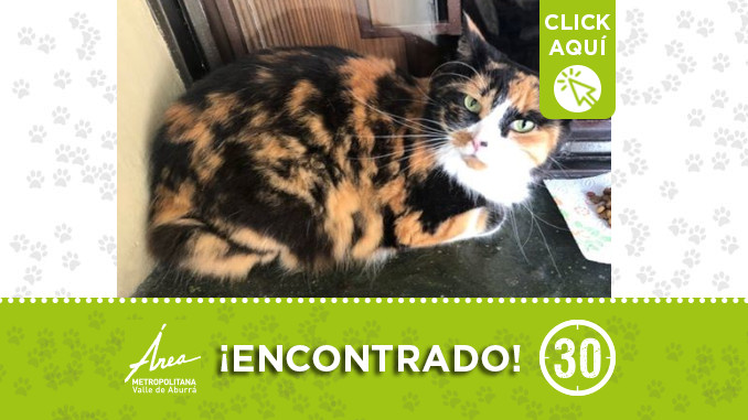 gatodest