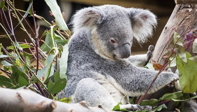Los koalas, los animales que tienden a desaparecer más rápido que los demás