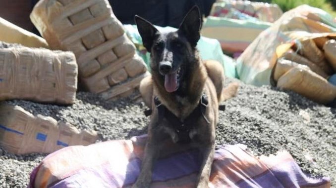 Marihuana volqueta Bogotá