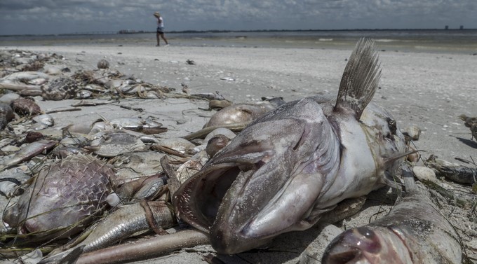 Cierran playas de Miami por “rara” presencia de la tóxica marea roja