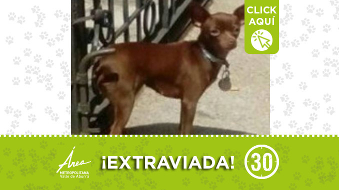 perritadest1