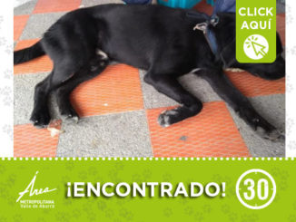 Se lo encontraron en Castilla, ¡comparte! 1 perritodest4