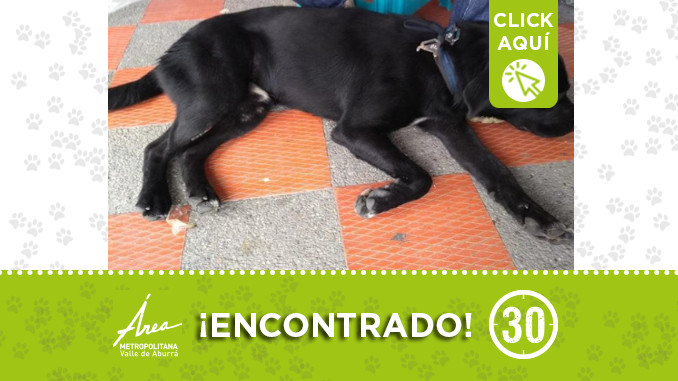perritodest4