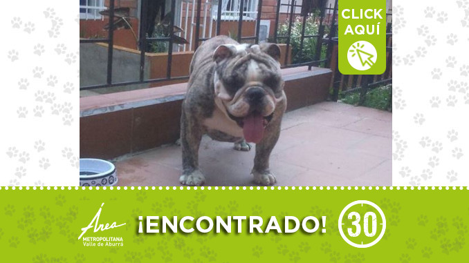 perritodest5