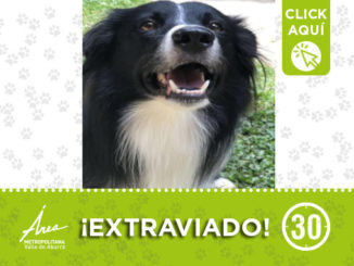 Ayuda a encontrar a ‘Bruno’, se perdió en Envigado 1 perritodest7