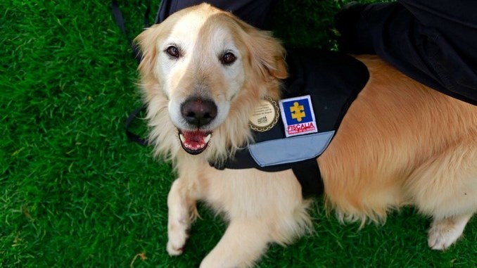 La Alcaldía de Bogotá condecoró a caninos de Fiscalía por su servicio