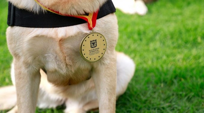 La Alcaldía de Bogotá condecoró a caninos de Fiscalía por su servicio