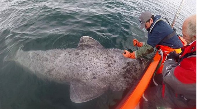 Tiburón en Groenlandia es el vertebrado más longevo del mundo