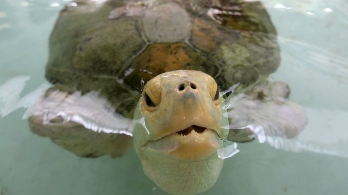 Tortuga mutilada se convierte en “embajadora” de un programa de conservación