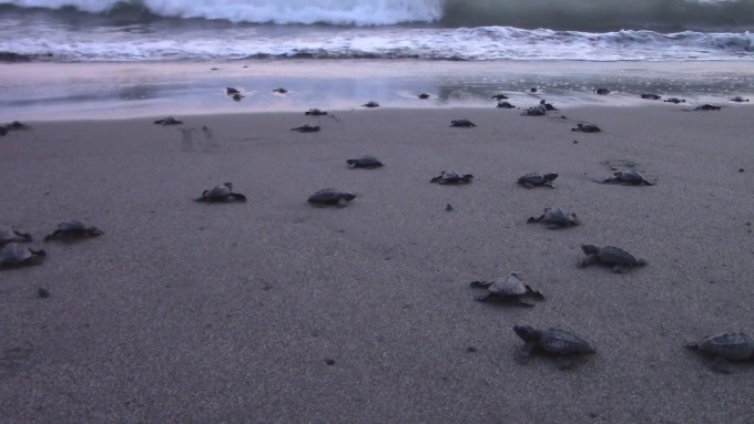 FOTOS Y VIDEO: Miles de tortugas arriban a costas mexicanas
