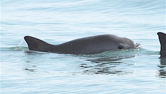 Hay una esperanza de conservación para la vaquita marina