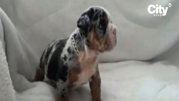 Asesinaron a un hombre por robarle un bulldog francés cachorro en Bogotá