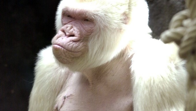 Fotografía de archivo de Copito de Nieve, el único gorila albino conocido del mundo, tomada en el Zoo de Barcelonaen 2002, un año antes de su muerte. EFE/Archivo