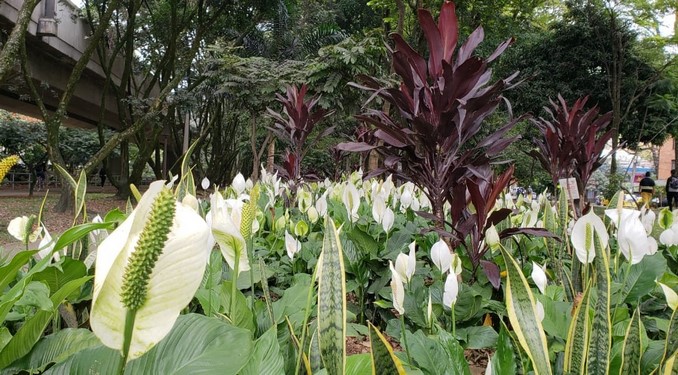 flores, jardín, Medellín