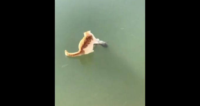 VIDEO: La lucha de un gato contra el hielo, para cazar a su presa