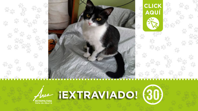 gatodest3