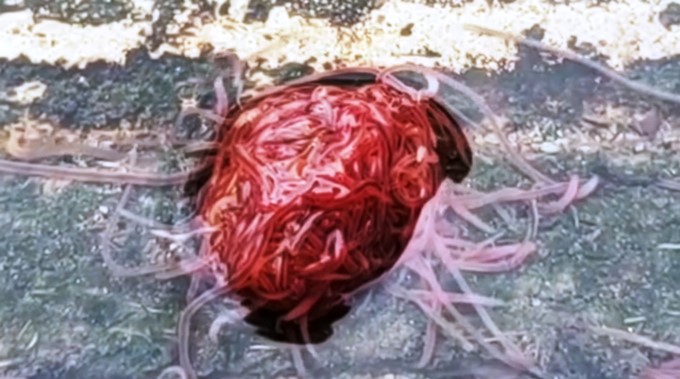 Captura tomada de Youtube: Pen News