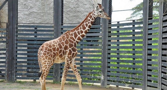 La jirafa Perla, en Pereira