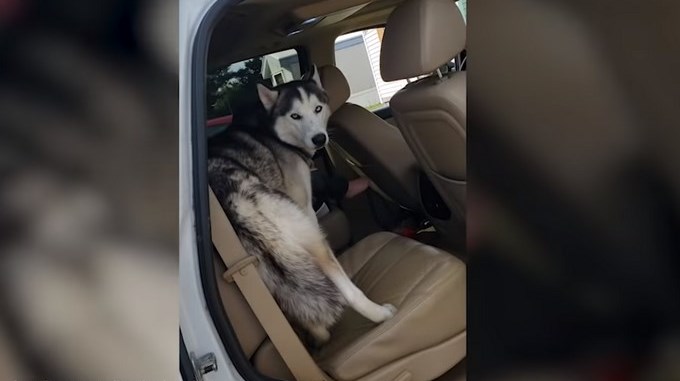 VIDEO: La reacción de un perro por no querer bajarse de un carro divierte en las redes sociales