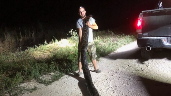FOTOS: Capturan una pitón de 5,3 metros y 55 kilos cerca de Miami
