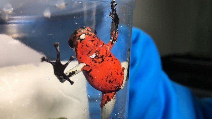 En el aeropuerto El Dorado de Bogotá incautaron 216 ranas venenosas que serían enviadas a Alemania