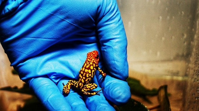 En el aeropuerto El Dorado de Bogotá incautaron 216 ranas venenosas que serían enviadas a Alemania