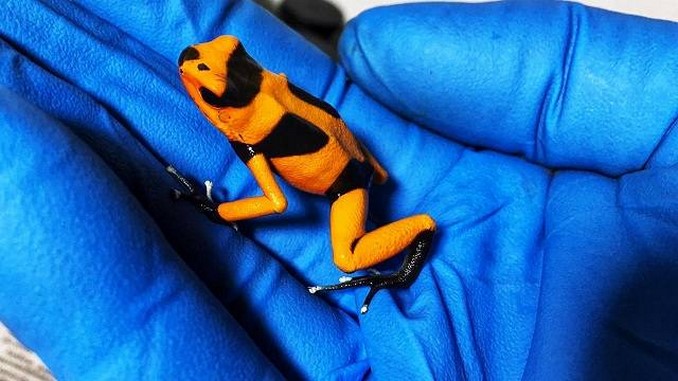 En el aeropuerto El Dorado de Bogotá incautaron 216 ranas venenosas que serían enviadas a Alemania