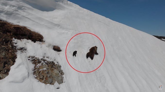 VIDEO: La triste historia detrás del vídeo de un osezno que casi muere