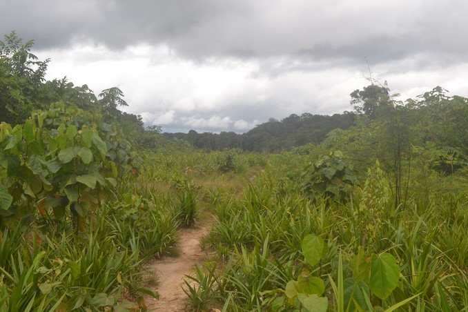 Contraloría reportó millonario daño patrimonial por siete pistas de aterrizaje inconclusas en Vaupés
