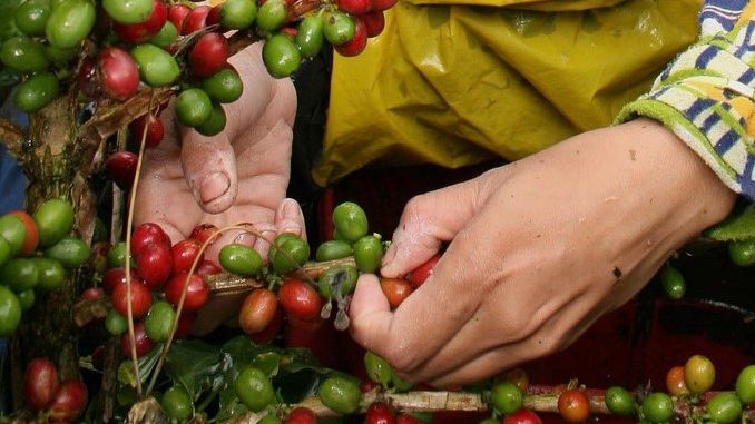 cafeteros-esperan-producir-millones