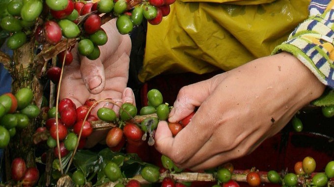 Los cafeteros de Colombia esperan producir 14 millones de sacos en 2019 1 cafeteros esperan producir millones