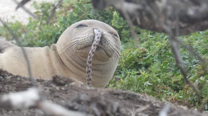 FOTO: Hallan una foca con una anguila en la nariz