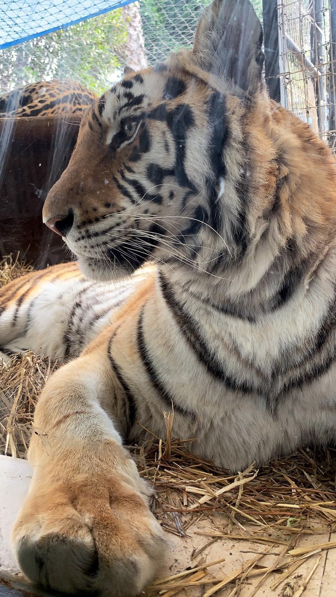 Captura tomada de Instagram: @maluma