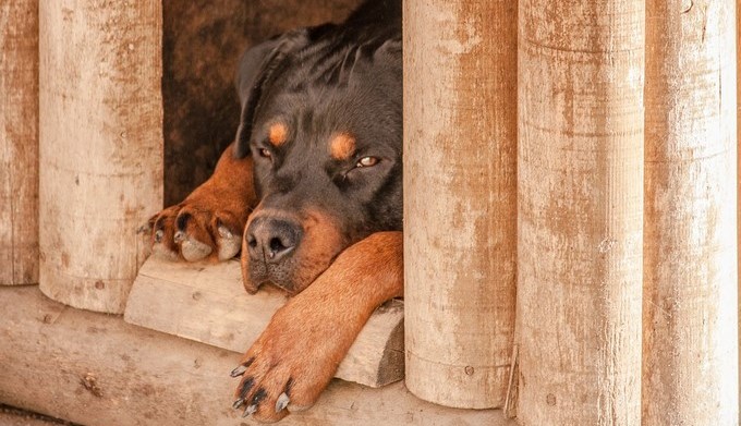 Un niño murió tras ser atacado más de 70 veces por dos perros