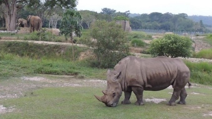 EN VIDEO: Murió en la Hacienda Nápoles uno de los últimos 4 rinocerontes blancos que quedan en el planeta