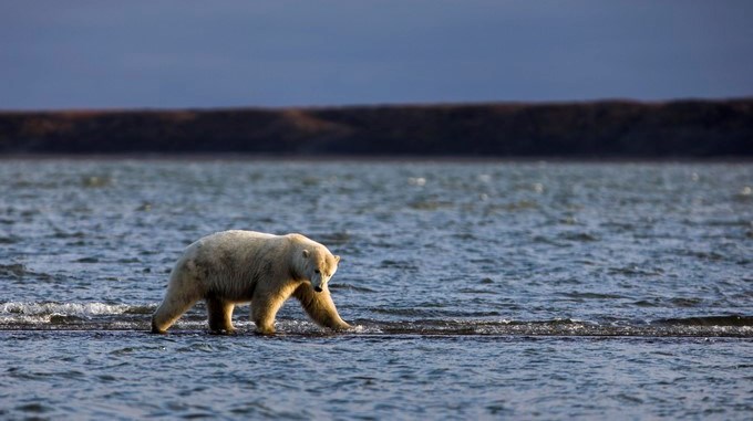 El Ártico registra los cinco años más cálidos en un siglo, según agencia de EE.UU.