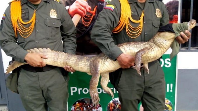 En Caucasia rescataron una babilla