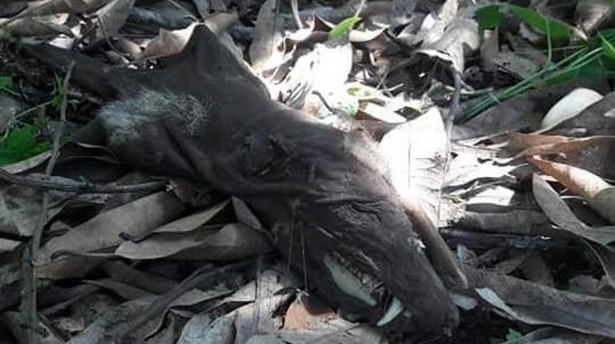 EN FOTOS: ¿Qué es? El extraño animal que apareció en el patio de una casa