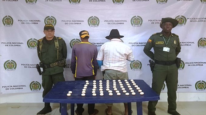 Acciones contra el tráfico de fauna en Vichada. Capturados con huevos de tortuga y piel de tigrillo incautada